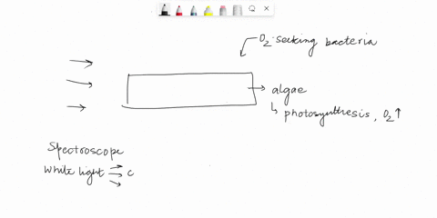 please-answer-both-questions-pictured-below-are-the-results-of-englemanns-experimentenglemann-placed-oxygen-seeking-bacteria-on-a-slide-with-algae-the-slide-was-illuminated-through-a-spectro-81267