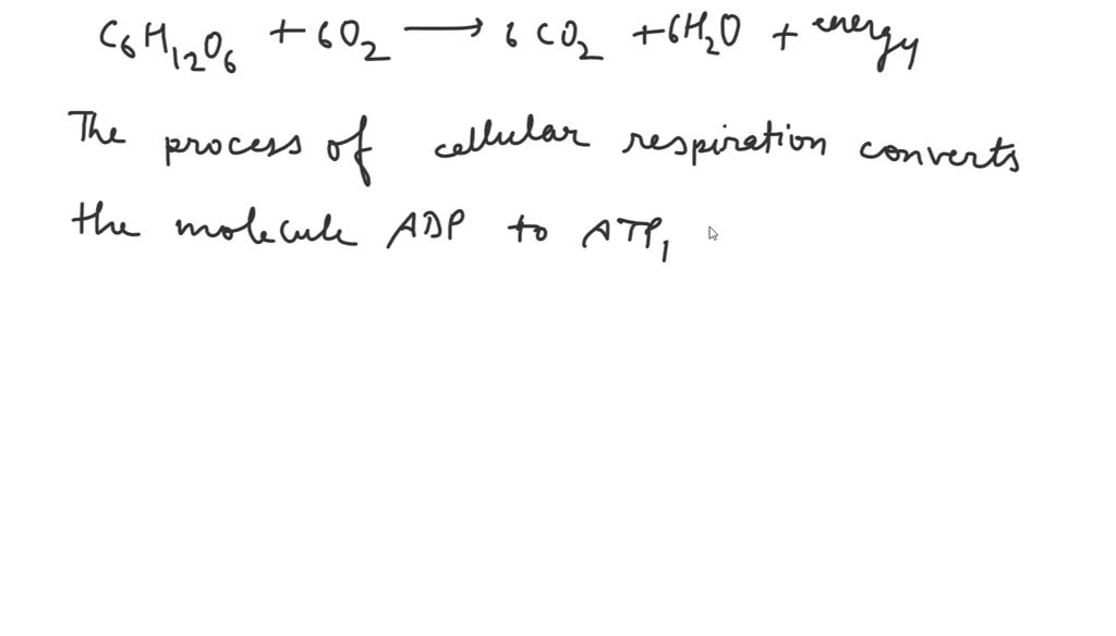 SOLVED During cellular respiration, the energy in glucose . A. is used