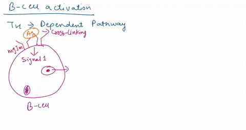 question-the-major-mechanism-that-activate-naive-b-cells-to-differentiate-into-active-antibody-producing-cells-is-dependent-on-the-help-of-t-cells-describe-this-mechanism-in-detail-using-you-18801