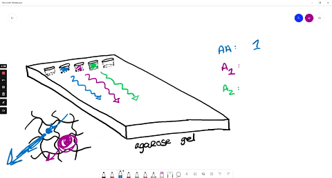 the-below-diagram-shows-an-electrophoresis-gel-in-which-dna-samples-are-placed-loaded-in-the-depressions-wells-at-the-top-ofthe-gel-and-electrophoresis-is-carried-out-such-that-the-dna-fragm-12613