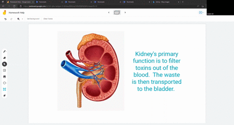 which-structure-of-the-excretory-system-mainly-functions-in-filtration-ureter-kidney-urethra-bladder-57164