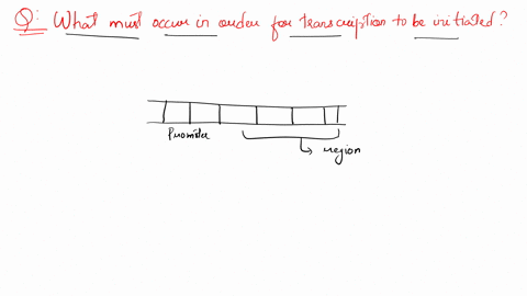 what-must-occur-in-order-for-transcription-to-be-initiated-select-one-a-rna-polymerase-must-have-access-to-the-dna-double-helix-and-must-also-be-capable-of-binding-to-the-genes-promoter-what-83903