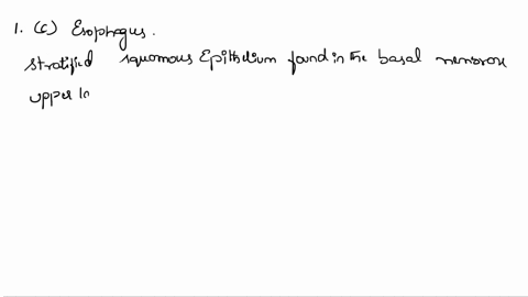 3-which-organ-contains-stratified-squamous-epithelium-a-air-sacs-of-the-lung-b-cns-c-esophagus-d-blood-vessels-what-are-the-functions-of-epithelial-cells-in-physiology-of-organism-42533