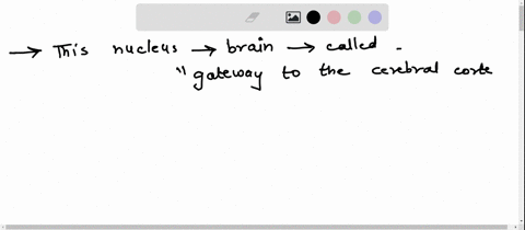 this-nucleus-in-the-brain-has-been-called-the-gateway-to-the-cerebral-cortex-review-2-this-nucleus-in-the-brain-has-been-called-the-gateway-to-the-cerebral-cortex-areticular-formation-bthe-p-51424