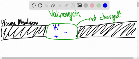 the-plasma-membrane-represents-an-energetic-barrier-to-the-free-diffusion-of-ions-from-the-extracellular-space-into-the-cytoplasm-why-are-molecules-such-as-valinomycin-effective-at-transport-18237