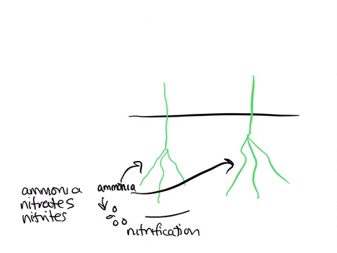 most-plants-assimilate-nitrogen-as-nitrate-ion-however-ammonia-nh3-is-a-popular-and-economical-fertilizer-what-essential-role-do-bacteria-play-when-ammonia-is-used-as-a-fertilizer-do-you-thi-41696