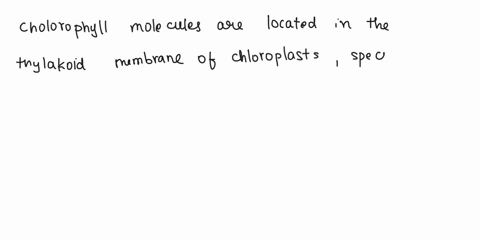 chlorophyll-molecules-reside-in-a-the-thylakoid-membrane-of-chloroplasts-b-the-thylakoid-lumen-of-chloroplasts-c-the-outer-membrane-of-chloroplasts-d-the-inner-membrane-of-chloroplasts-21565