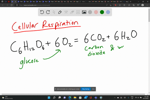 explain-how-oxygen-is-used-in-cellular-respiration-62858
