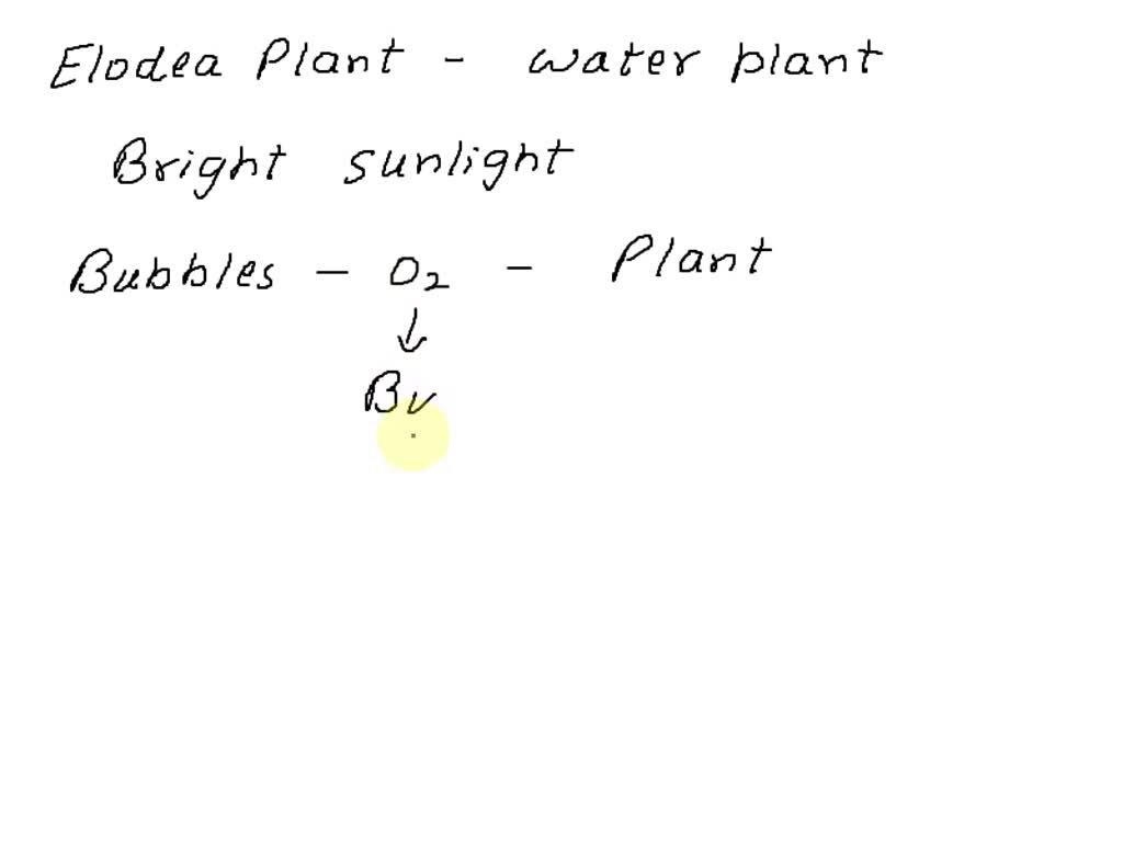 SOLVED A small water plant (Elodea) was placed in bright sunlight for five hours as shown below