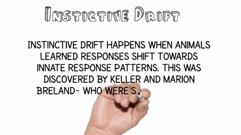 ______-occurs-when-an-animals-learned-responses-tend-to-shift-backward-toward-innate-response-patter-45285