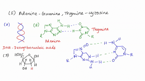 identify-the-statements-that-describe-the-structure-of-dna-the-two-anti-parallel-sugar-phosphate-backbones-twist-to-form-a-double-helix-adenine-is-paired-with-thymine_-and-guanine-is-paired-90898