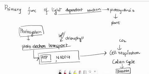 question3-the-primary-function-of-the-light-dependent-light-reactions-of-photosynthesis-is-o-to-produce-energy-rich-glucose-from-carbon-dioxide-and-water-oto-convert-solar-energy-into-atp-en-49866
