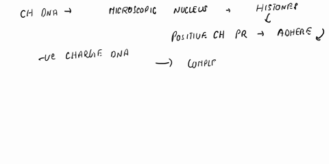 a-cells-dna-must-be-packaged-in-a-way-that-allows-it-to-be-easily-stored-within-nucleus_-but-also-easily-accessed-for-transcription-specific-structural-features-allow-for-certain-genes-to-be-35083