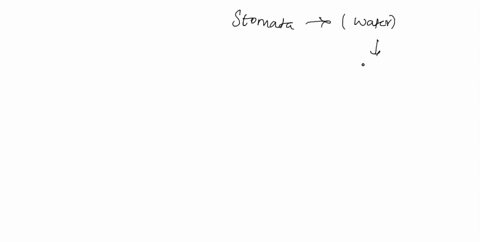 what-role-do-stomata-play-in-the-solution-to-the-problem-of-getting-water-up-to-the-leaves-from-the-roots-of-woody-plants-which-for-a-tall-tree-such-as-a-redwood-can-be-over-350-feet-up-usin-53891