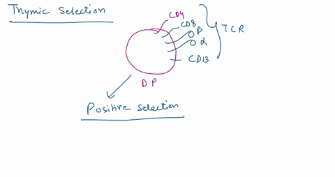 during-t-cell-maturation-the-positive-selection-process-makes-sure-that-t-cells-can-bind-to-self-antigen-tcell-receptors-b-cell-receptors-mhc-molecules-40666