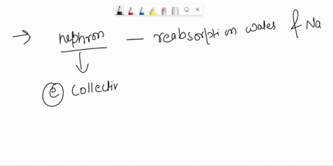 question-42-1-point-which-structure-of-the-nephron-mediates-facultative-reabsorption-of-water-and-sodium-oaascending-limb-bproximal-convoluted-tubule-oc-glomerular-capsule-dloop-of-henle-oec-63319