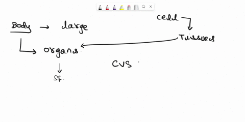 discuss-the-functions-of-the-organs-of-the-cardiovascular-system-32244