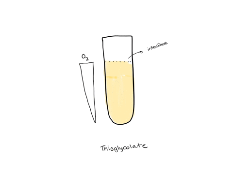 indicate-whether-you-would-expect-growth-of-the-obligate-anaerobe-to-occur-under-the-following-circumstances-and-a-brief-explanation-why-an-obligate-anaerobe-is-inoculated-into-a-tube-of-flu-29693