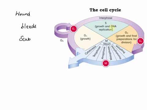 which-of-the-following-phases-is-characterized-by-preparation-for-dna-synthesis-a-g_0-b-g_1-c-g_2-d-42606
