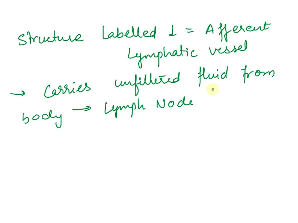 SOLVED: Identity the blood circuits shown in figure 23-2. 2.Identify ...