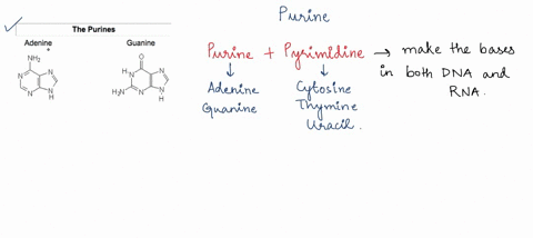 what-is-a-purine-a-a-double-ring-structure-with-a-six-membered-ring-fused-to-a-five-membered-ring-b-85312