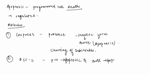 explain-what-apoptosis-is-the-molecules-that-bring-about-this-process-and-how-it-relates-to-the-cell-cycle-20mark-76202