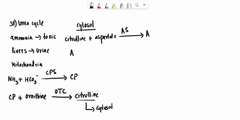 38-determine-whether-the-statement-is-true-or-false-a-regarding-urea-cycle-it-is-also-known-as-citruline-cycle-it-is-primarily-occurs-in-the-kidney-its-primary-role-is-to-remove-ammonium-ion-91062