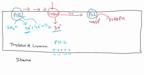 compare-and-contrast-the-process-of-oxidative-phosphorylation-chemiosmosis-and-electron-transport-chain-in-mitochondria-and-chloroplasts-5-points-in-each-case-where-do-the-electrons-come-fro-84924