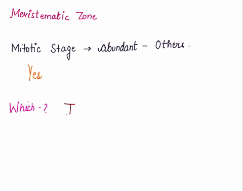 which-of-the-following-is-an-example-of-transcriptional-control-of-gene-expression-transcription-factors-bind-to-the-enhancers-and-promoter-regions-mrna-is-stored-in-the-cytoplasm-and-needs-25819