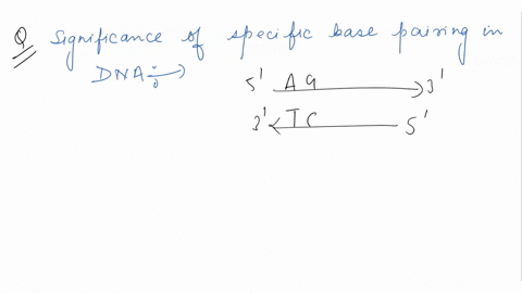 49-the-significance-0f-specific-base-pairing-in-dna-is-that-it-stabilizes-the-sugar-molecule-lit-provides-a-method-for-making-exact-copies-of-dna-it-prevents-errors-in-dna-replication-protei-69479