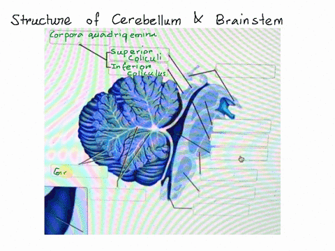 label-the-structures-of-the-cerebellum-and-brainstem-jmnedi-an-section-by-clicking-and-dragging-the-labels-tne-correct-ocation-midbrain-suparior-collculus-arbor-vitae-fourth-ventricle-gray-m-85306