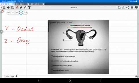 question-10-1-point-saved-female-reproductive-system-structures-y-and-z-in-the-diagram-of-the-female-reproductive-system-above-have-similar-functions-to-what-two-structures-in-males-respecti-10576