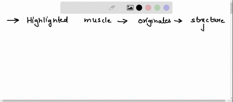 the-highlighted-muscle-originates-from-which-structure-of-the-humerus-09248