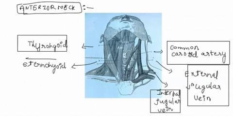 idenfity-the-muscle-its-orgin-insertion-action-and-innervation-rnocleidomastoid-m-b-fig102-anterior-neck-115-27746