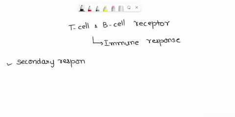 receptors-undergo-and-cell-t-cell-order-to-acquire-false-both-113-true-maturation-antigen-during-an-process-atfinity-the-higher-affinity-for-an-progressively-immune-response-cell-surface-car-12726