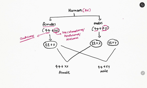 how-is-the-sex-of-the-child-determined-in-human-beings-97388
