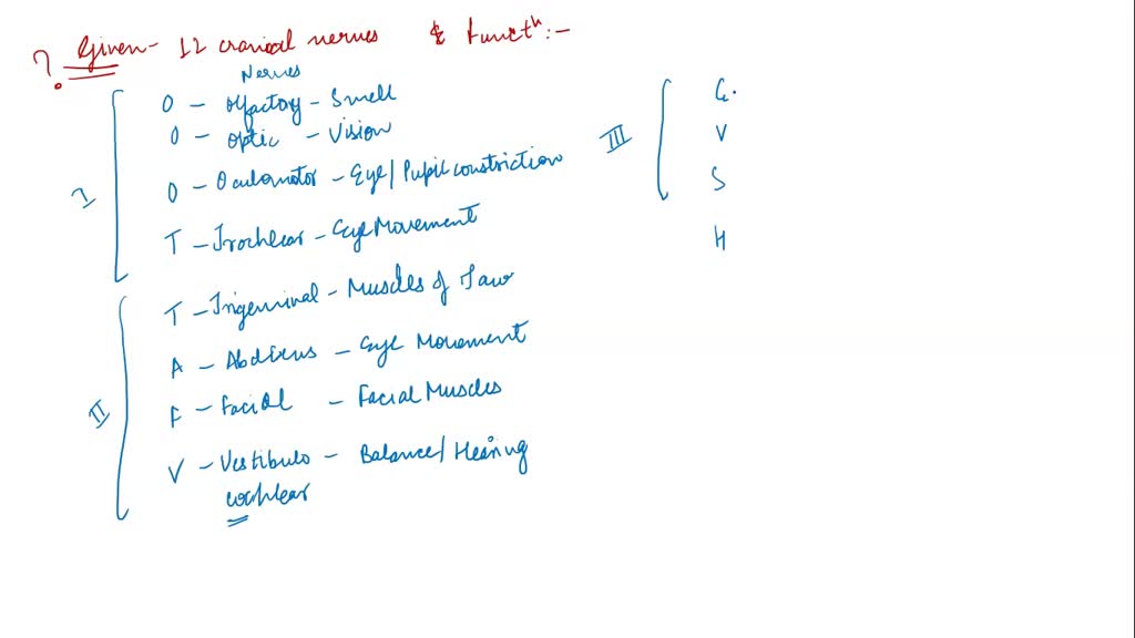 NAME THE 12 CRANIAL NERVES AND THEIR FUNCTIONS visual data 8