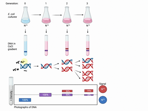 a-line-of-mouse-cells-is-grown-for-many-generations-in-a-medium-with-15n-cells-in-g1-are-then-switched-to-a-new-medium-that-contains-14n-draw-a-pair-of-homologous-chromosomes-from-these-cell-68368