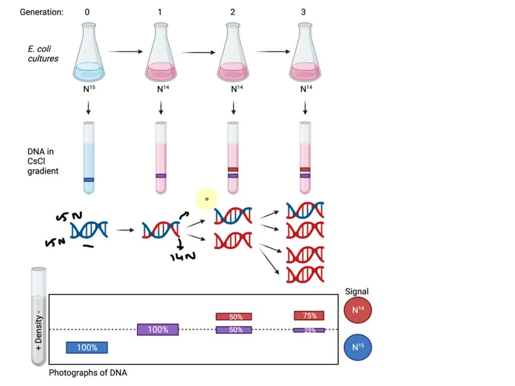SOLVED: A line of mouse cells is grown for many generations in a medium ...