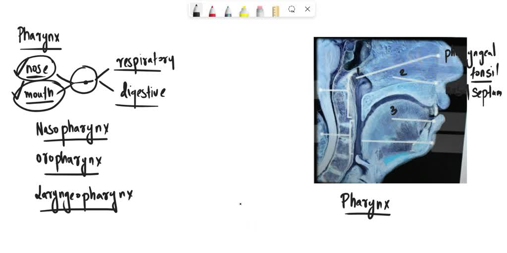 SOLVED: Frontal sinus A sagittal section External naris (NEH-ris) Hard ...