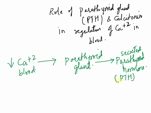 explain-the-roles-of-parathyroid-hormone-and-calcitonin-in-the-calcium-level-in-the-blood-93752