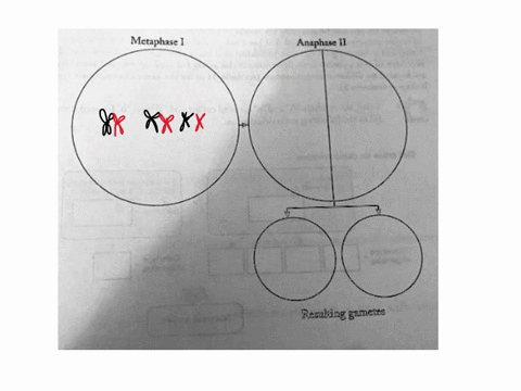possible-grrangcment-2-metaphase-anaphase-il-resuking-gametes-54979