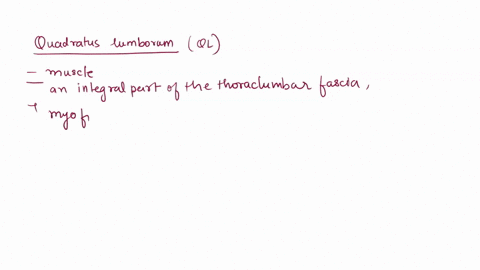 which-of-the-following-abdominal-muscles-is-not-a-part-of-the-anterior-abdominal-walla-quadratus-lumborumb-rectus-abdominisc-interior-obliqued-exterior-oblique-01014