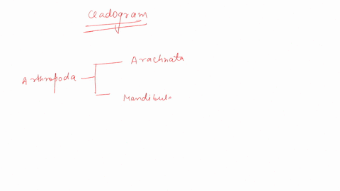 use-the-cladogram-below-to-answer-the-question-that-follows-arachnata-trilobita-chelicerata-arthropoda-crustacea-mandibulata-myriapoda-insecta-the-closest-common-ancestor-of-trilobita-and-ch-22454