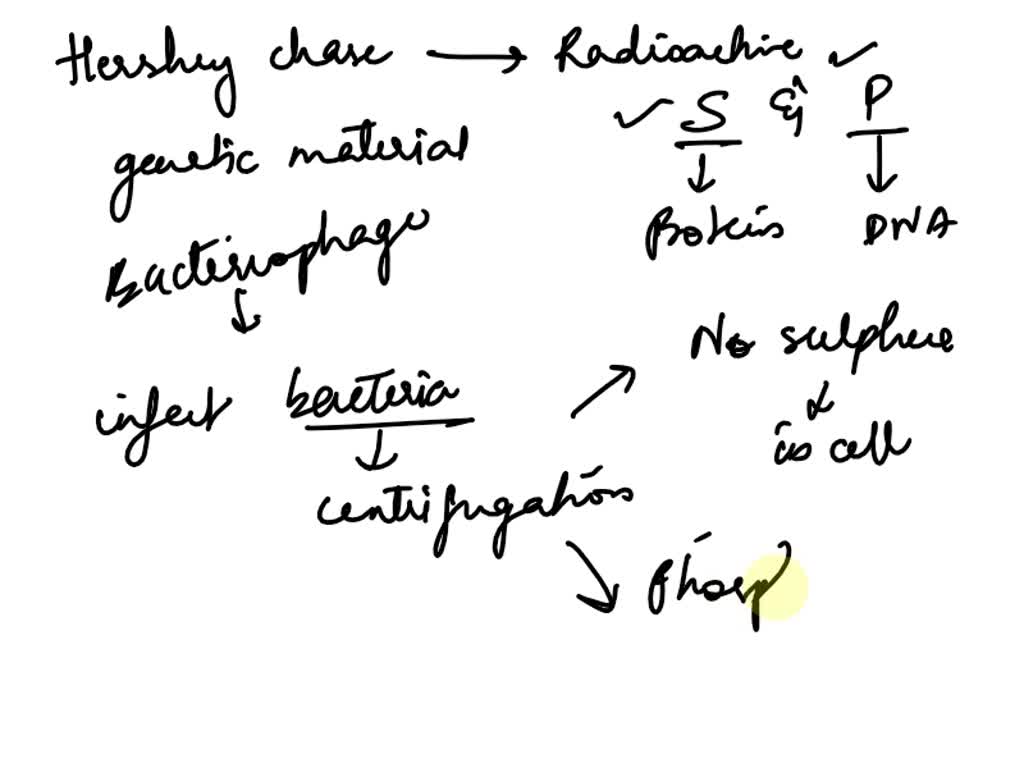 SOLVED DNA FRQ Name Per In 1952 Alfred Hershey and Martha Chase used radioactive phosphorus and