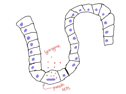 normal-microbiota-provide-protection-from-infection-by-all-of-the-following-except-____-athey-provide-antibacterial-chemicals-bthey-out-compete-newcomers-cthey-take-up-places-for-pathogens-t-89856