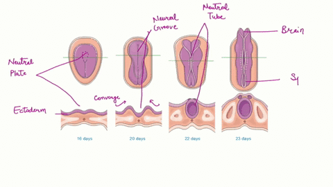 in-the-development-of-the-brain-the-a-forebrain-midbrain-and-hindbrain-develop-from-the-upper-part-of-3-tube-like-structure-in-the-fetus-b-forebrain-is-not-convoluted-until-after-puberty-mid-54165