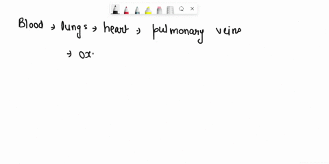 blood-returning-to-the-mammalian-heart-in-a-pulmonary-vein-drains-first-into-the-a-left-atrium-b-rig-83774