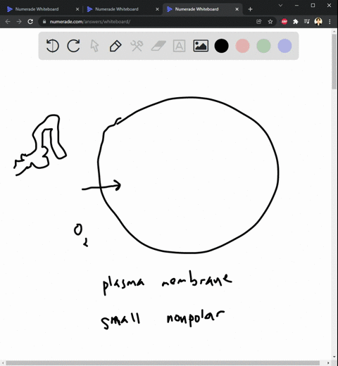 protelns-do-not-pass-through-plasma-membranes-because-09445