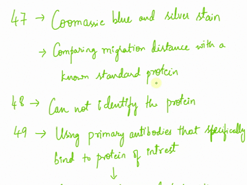 47-why-do-you-have-to-stain-proteins-in-an-sds-page-gel-how-is-protein-size-represented-8-what-can-you-not-tell-from-sds-page-that-instead-you-need-to-do-western-blotting-49-how-do-you-detec-38391